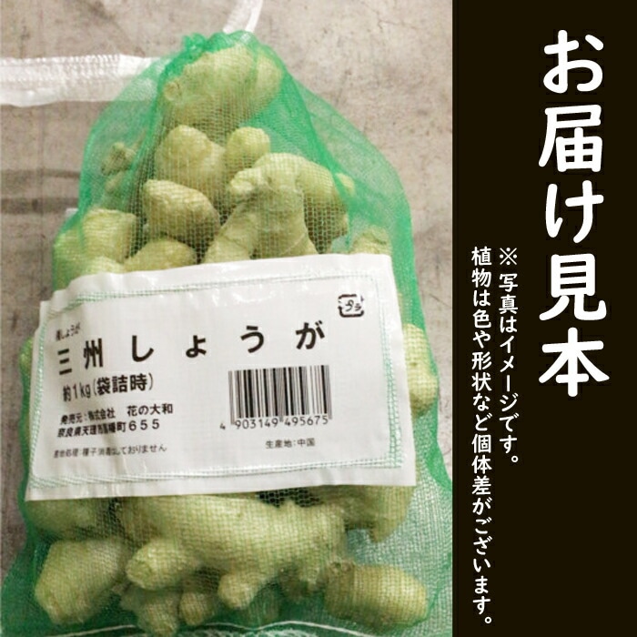 種生姜 【 中国産 三州 しょうが 】 種 球根 約1kg 家庭菜園 ショウガ