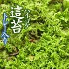 �ϥ����� ���� 55��35cm�ȥ졼���� �� ���� ���� �ݥƥ�ꥦ�� �ߺ� �ƥ�ꥦ�� �������ꥦ�� �͵� �ݶ� ��� ���� ����ƥꥢ