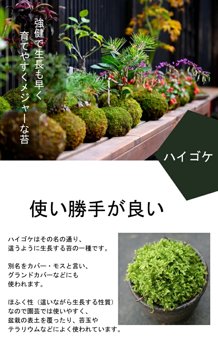 ハイ苔 2種 スナゴケ・ハイゴケ - 苔の販売専門店 ハッピーモス