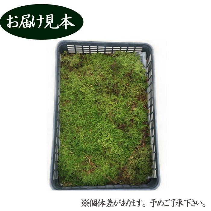 ハイゴケ　25枚 ハイゴケ大トレー(390×580mm) | 苔の販売専門店モスファーム