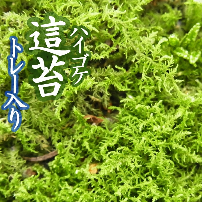 ハイゴケ　10トレー　苔　苔玉　苔リウム　苔テラリウム　こけ　コケ 楽天市場】苔 這苔(ハイゴケ)大トレー(5枚セット) はいごけ 苔