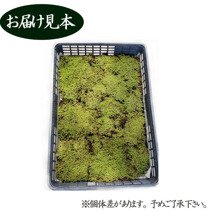 スナゴケ 砂苔 55×35cmトレー入り 苔 コケ こけ 苔テラリウム 盆栽