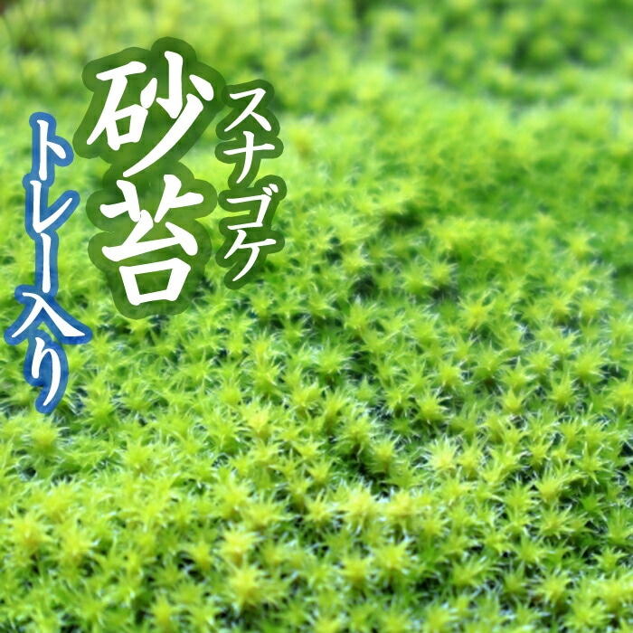 スナゴケ 砂苔 55×35cmトレー入り 苔 コケ こけ 苔テラリウム