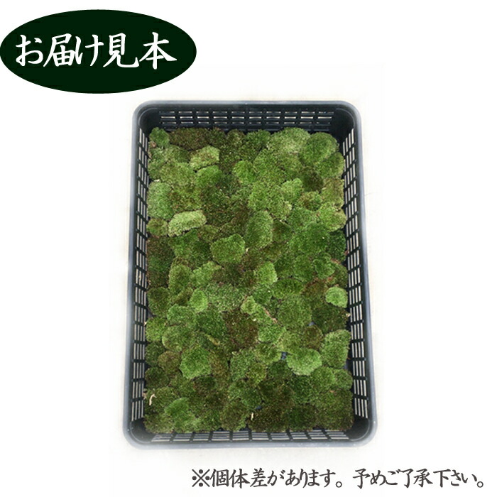 ヤマゴケ 山苔 55×35cmトレー入り 苔 コケ こけ 苔テラリウム 盆栽