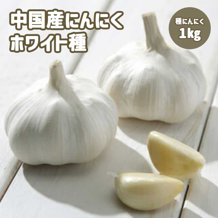 にんにく 種球根 中国産 ホワイト種【 約1kg 】 カケ片含む 大蒜