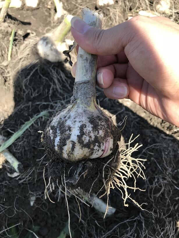 L〜SSサイズ混合キズ 無臭ニンニク種・球根 3kg(100粒以上)その⑧