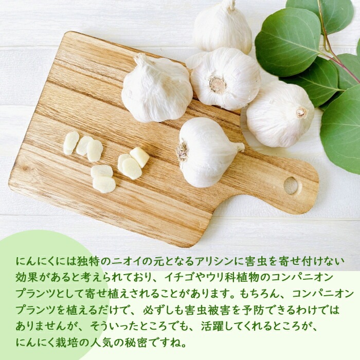 種 球根 にんにく 国産 約1kg 】 サイズ無選別 Sサイズ～L