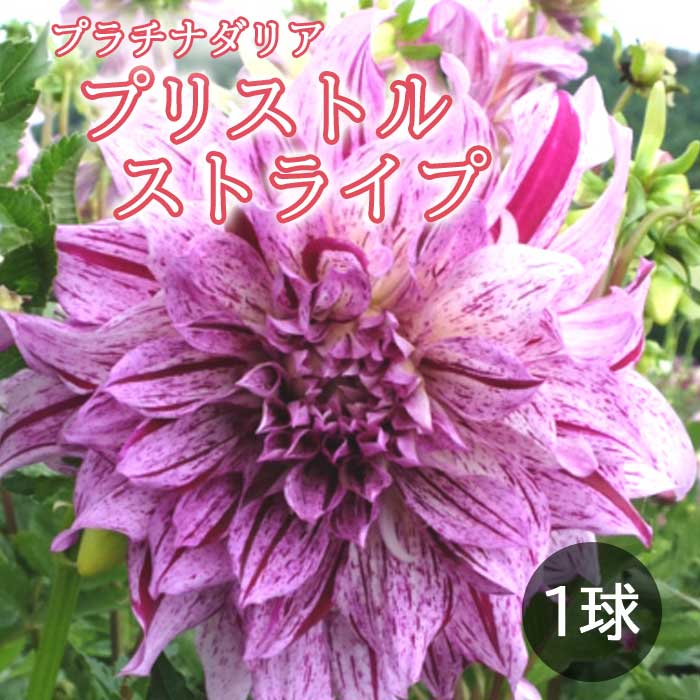 ダリア 球根 春植え 【 プラチナ ダリア】 プリストルストライプ 1球