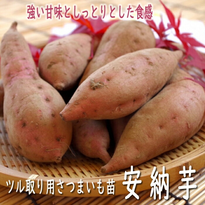 野菜 苗 ツル取り用 さつまいも ポット苗 安納芋 9cmポット苗