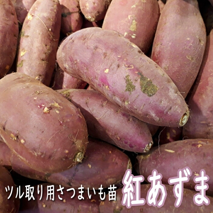 紅あずま　さつまいも　苗　300本 野菜 苗 ツル取り用 さつまいも ポット苗 紅あずま 9cmポット苗