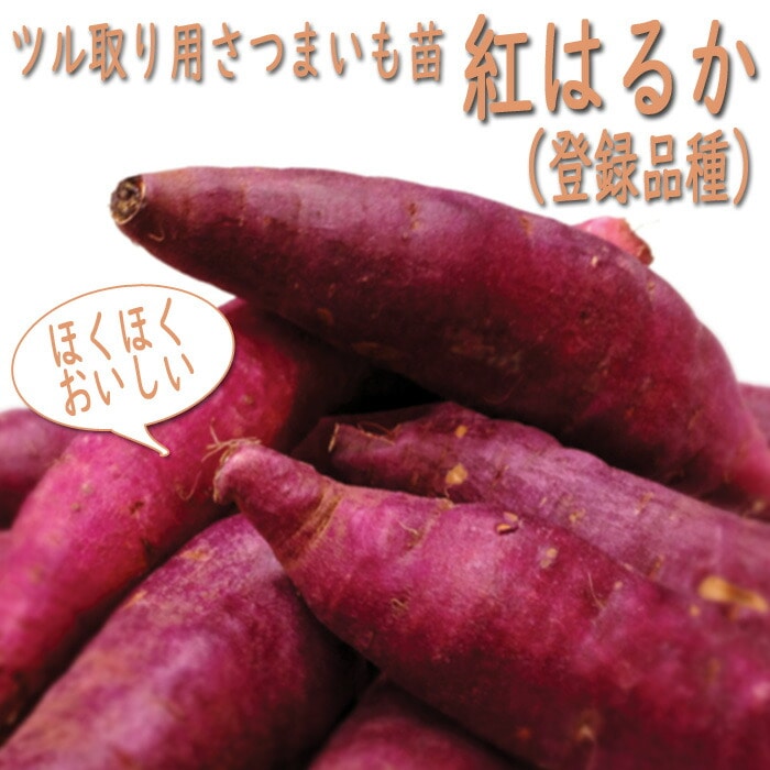 野菜 苗 ツル取り用 さつまいも ポット苗 紅はるか 9cmポット苗 べに