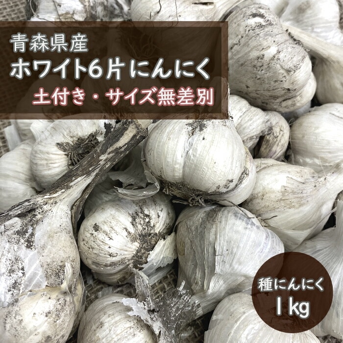 8月中旬より発送・早割】【 土付き 種 球根 にんにく 青森 福地
