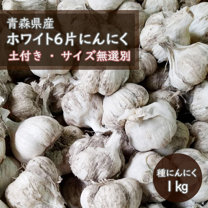8月中旬より発送・早割】【 土付き 種 球根 にんにく 青森 福地