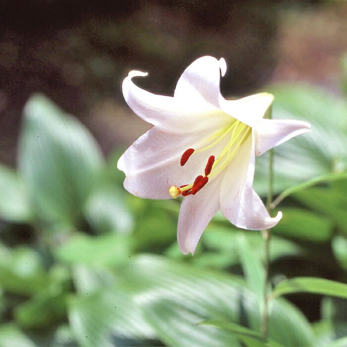幻のゆり ウケユリ 請百合 山野草 ガーデニング 観葉植物 カサブランカ 球根 000000000352_1_0wddAyH.jpg