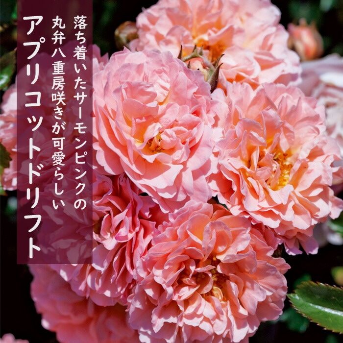 ドリフトローズ dr-sweet01.jpg