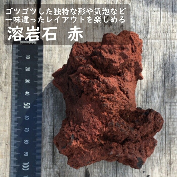 石材 】 溶岩石 赤 1個 苔テラリウム 盆栽 テラリウム アクアリウム