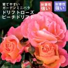 ɥեȥ  ԡɥե 9ݥå Ƥ䤹 ǥ ߥ˥Х Х   rose (Ͽʼ) 