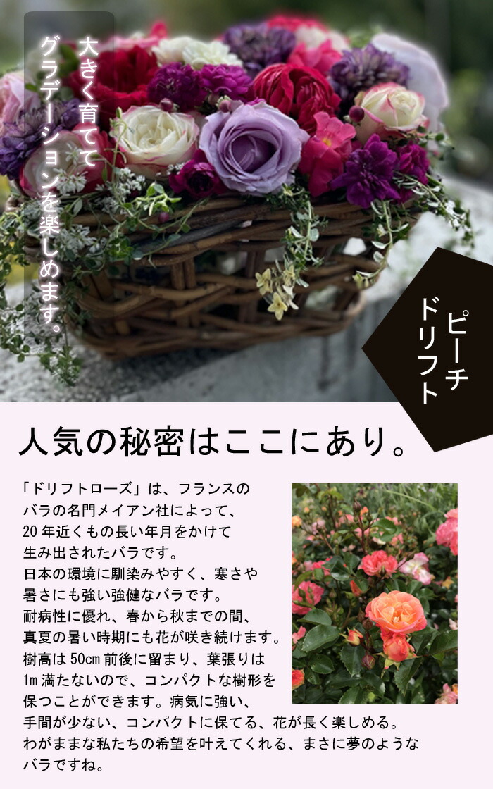 ドリフトローズ 苗 ピーチドリフト 9cmポット 育てやすい ガーデン