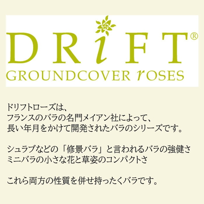 ヒロ様確認用＊ドリフトローズ ピーチドリフト ＊冬支度中のためお値下
