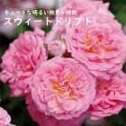 ɥեȥ  ȥɥե 9ݥå Ƥ䤹ǥߥ˥Х Х   rose (Ͽʼ) 