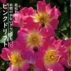 �ɥ�եȥ����� �� �ԥ󥯥ɥ�ե� 9����ݥå� ��Ƥ䤹�� �����ǥ� �ߥ� �Х� �Х� �� ������ rose ����Ͽ�ʼ��