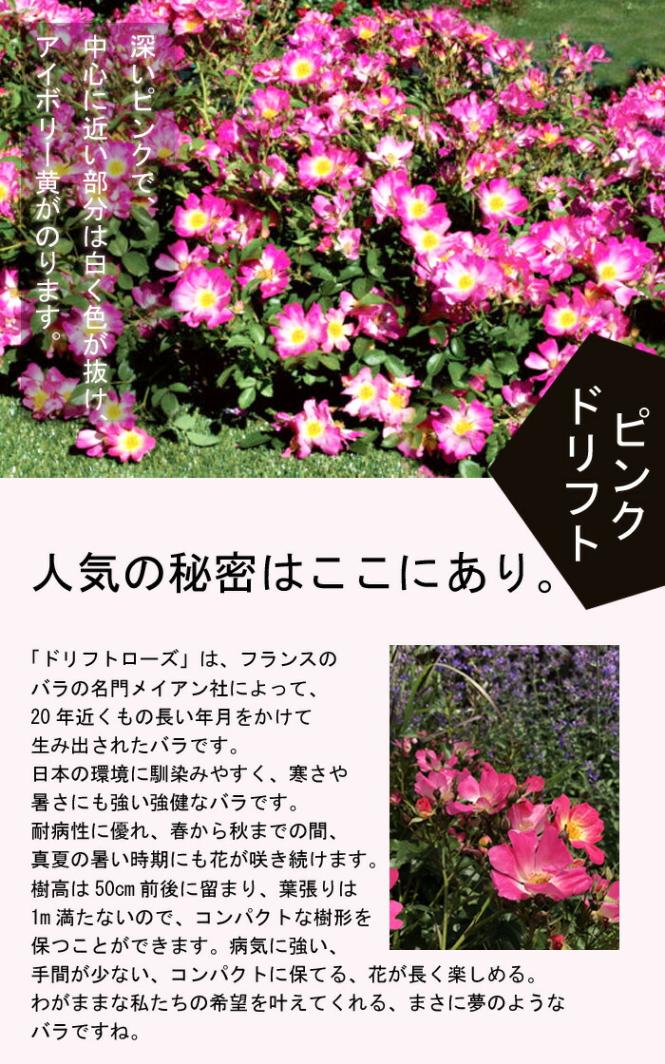 ミニバラ　薔薇　ばら　苗　ピンク　花木　観葉植物 日本花キ流通 予約販売 ミニバラ フリーデン 3号ポット 四季咲き バラ