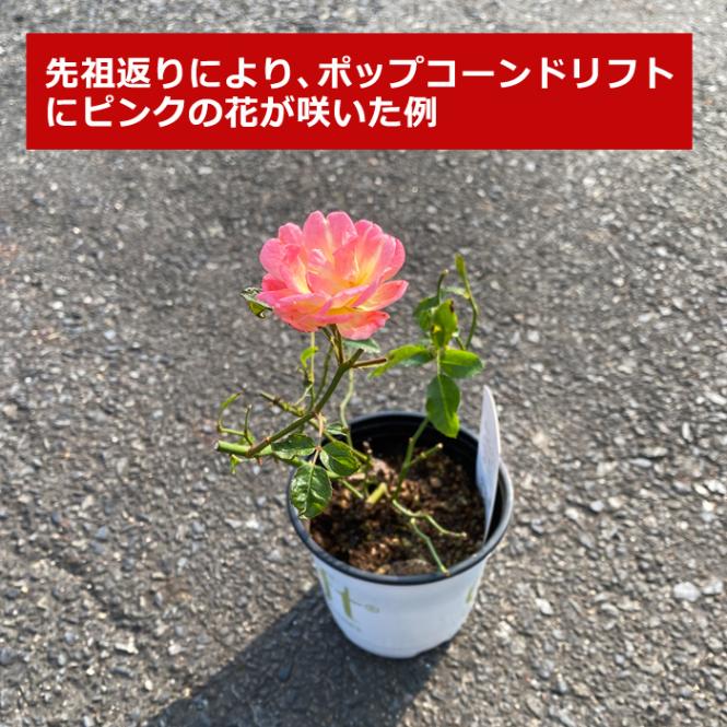 ドリフトローズ 苗 ピンクドリフト 9cmポット 育てやすい