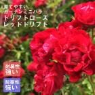 �ɥ�եȥ����� �� ��åɥɥ�ե� 9����ݥå� ��Ƥ䤹�� �����ǥ� �ߥ˥Х� �Х� �� ������ rose 