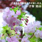 ������ ���� ��ͺ� ���� 12����ݥå� �� sakura �ߺ� �ߥ��ߺ� bonsai Ȭ�ź餭 �ơ��֥�ǳڤ���� ����̵��