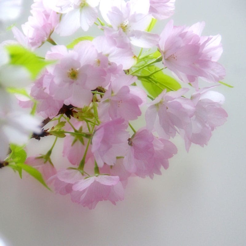 葉桜でお届け】サクラ 苗木 一才桜 旭山 12cmポット 桜 sakura 盆栽