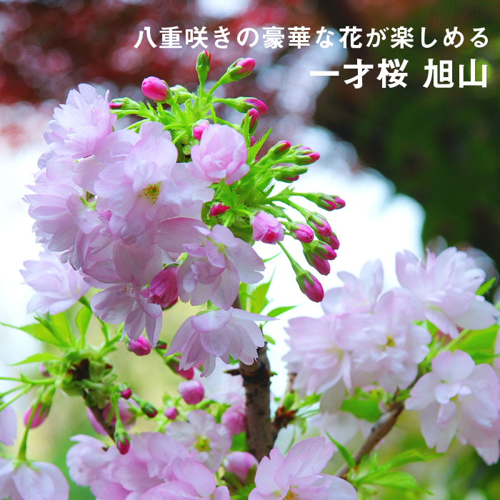 葉桜でお届け】サクラ 苗木 一才桜 旭山 12cmポット 桜 sakura 盆栽