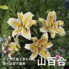花の球根,秋冬に植える球根,百合,その他百合の球根 | 花の大和