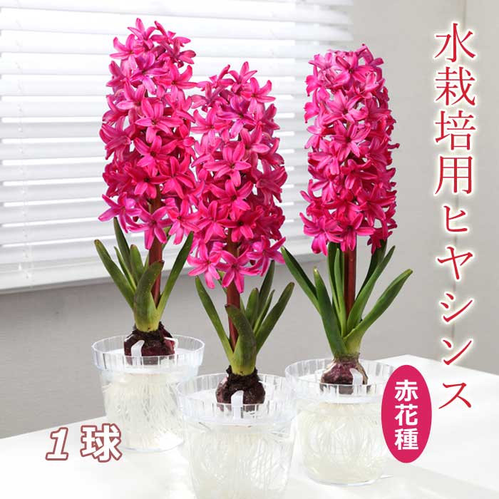 ������� �ҥ䥷�� �����ܵ� �ֲּ� �庬 1�� ��å� ��̺��� �֤�����