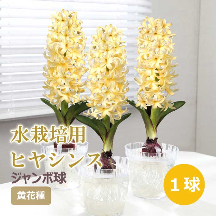 水栽培用 ヒヤシンス ジャンボ球 黄花種 球根 1球 イエロー 水耕栽培
