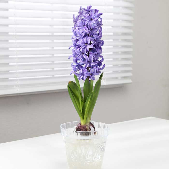 水栽培用 ヒヤシンス ジャンボ球 青花種 球根 1球 ブルー 水耕栽培