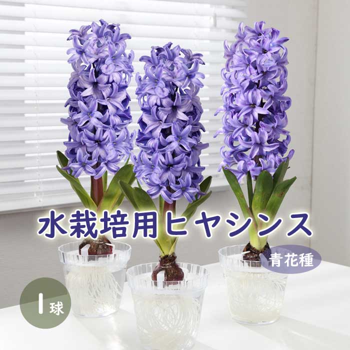10月上中旬より発送・早割】 水栽培用 ヒヤシンス ジャンボ球 青花種