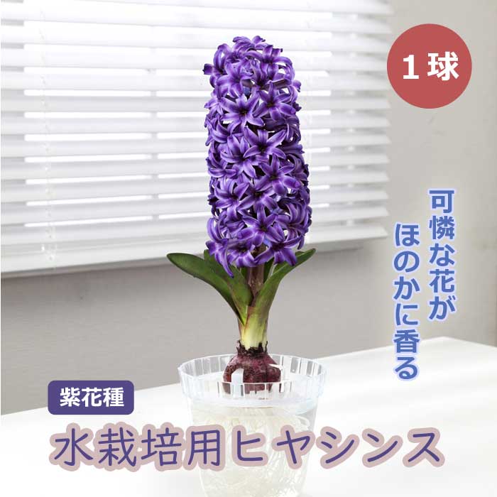  ҥ䥷 ܵ ּ 庬 1 ѡץ ̺ ֤