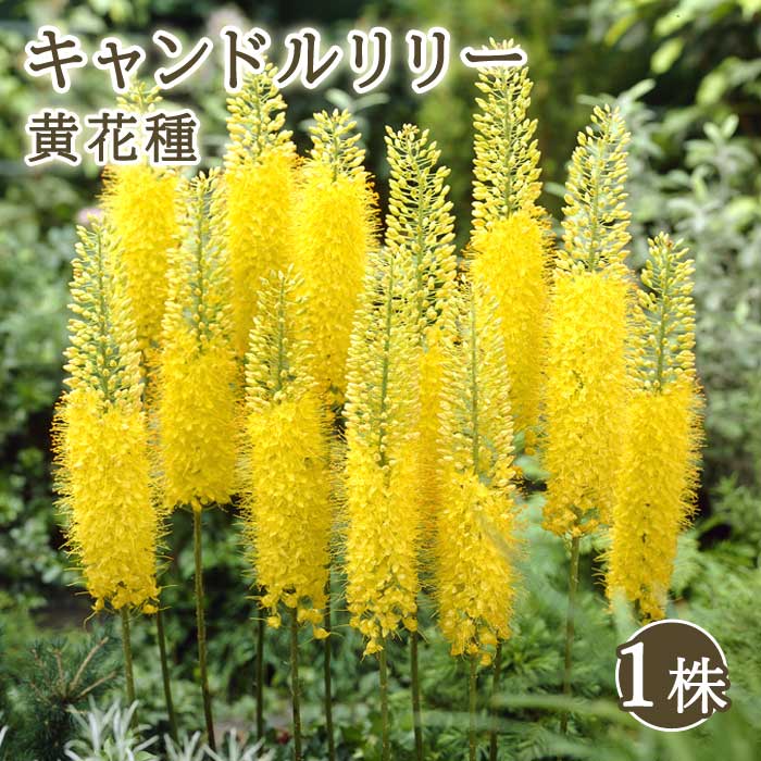 ɥ꡼  ּ 1 庬  륹 ǥȥɥ ܡ  ߿ ֤