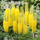 ɥ꡼  ּ 1 庬  륹 ǥȥɥ ܡ  ߿ ֤