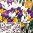 ǥ å 庬  7 ߥå ե  crocus 󤻿  ֤