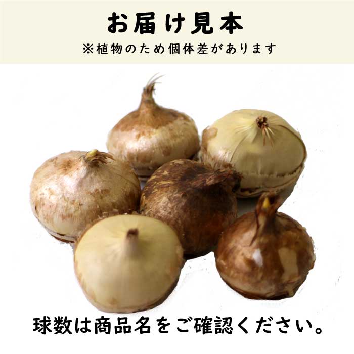 ガーデン クロッカス 球根 混合 7球 ミックス カラフル 秋植え crocus