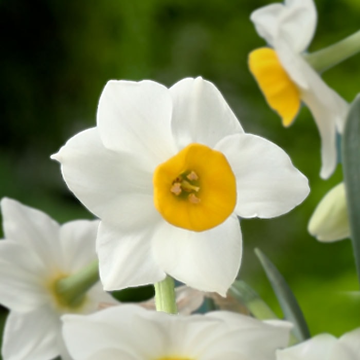 花香る 水仙 球根 【 日本寒咲き水仙 】2球 スイセン 切り花にも 秋