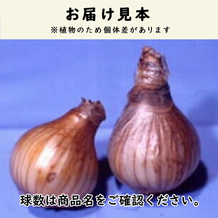 日本水仙 球根 大球 200玉　数量限りあり！早い者勝ち　無農薬 自然農法 水仙 球根 大球 200玉 数量限りあり早い者勝ち 無農薬 自然農法