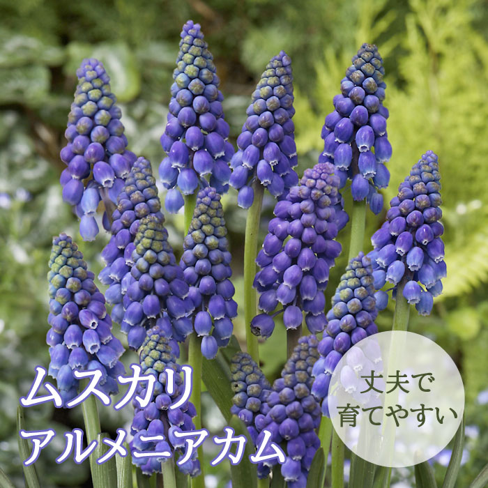 �ॹ���� �� �����˥����� �� �庬 10�� ������ ���쥯����� �󤻿��� �ǥå������� �֤�����