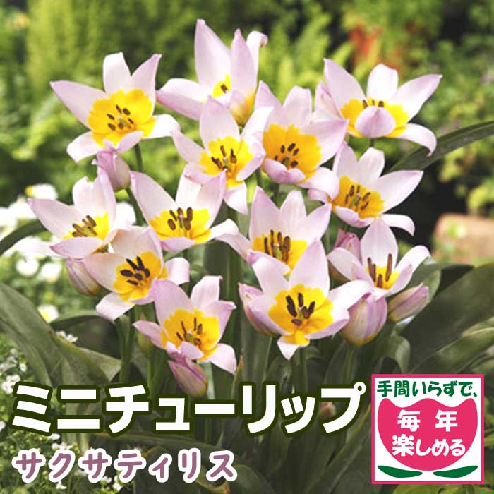 球根】フレミングベイビー ミニチューリップ 7球 水耕栽培 レア品種