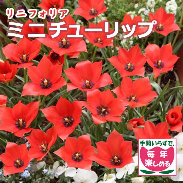 ��10�����ܤ��ȯ�������� ���� �ߥ� ���塼��å� �庬 ��˥ե��ꥢ 7�� �����äѤʤ� ��ǯ�֤��餯 ������ �֤�����
