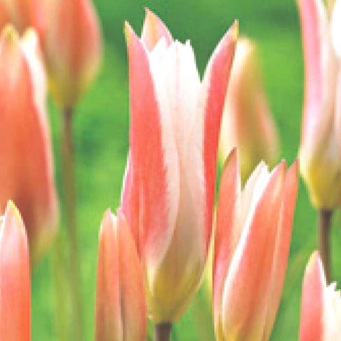 原種 ミニ チューリップ 球根 ステラータ 5球 植えっぱなし 毎年花が