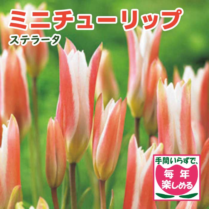 原種 ミニ チューリップ 球根 ステラータ 5球 植えっぱなし 毎年花が