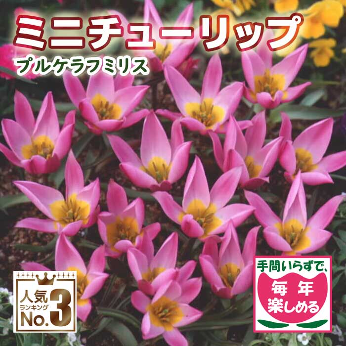 ���� �ߥ� ���塼��å� �庬 �ץ륱��եߥꥹ 7�� �����äѤʤ� ��ǯ�֤��餯 ������ �֤�����