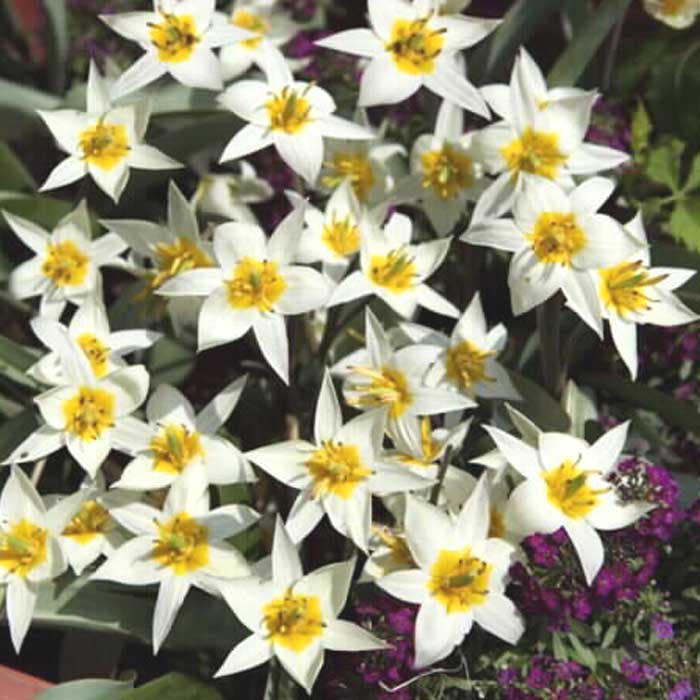 原種 ミニ チューリップ 球根 トルケスタニカ 7球 植えっぱなし 毎年花